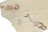 Fossil Eurypholis With Nematonotus & Shrimp - Hjoula, Lebanon #202166-1